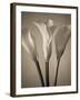 Calla Lilies-Assaf Frank-Framed Giclee Print