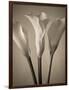 Calla Lilies-Assaf Frank-Framed Giclee Print