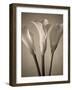 Calla Lilies-Assaf Frank-Framed Giclee Print