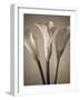 Calla Lilies-Assaf Frank-Framed Giclee Print