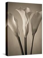 Calla Lilies-Assaf Frank-Stretched Canvas