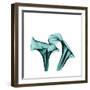 Calla Lilies-Albert Koetsier-Framed Premium Giclee Print