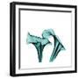 Calla Lilies-Albert Koetsier-Framed Premium Giclee Print