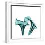 Calla Lilies-Albert Koetsier-Framed Premium Giclee Print