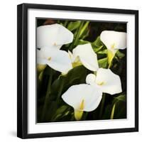 Calla Lilies-Lance Kuehne-Framed Photographic Print