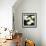 Calla Lilies-Lance Kuehne-Framed Photographic Print displayed on a wall