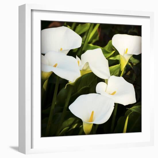 Calla Lilies-Lance Kuehne-Framed Photographic Print