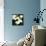 Calla Lilies-Lance Kuehne-Mounted Photographic Print displayed on a wall