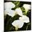 Calla Lilies-Lance Kuehne-Mounted Photographic Print