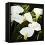 Calla Lilies-Lance Kuehne-Framed Stretched Canvas