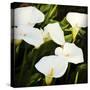 Calla Lilies-Lance Kuehne-Stretched Canvas