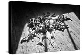 Calla Lillies on Wood Floor B/W-null-Stretched Canvas