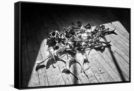 Calla Lillies on Wood Floor B/W-null-Framed Stretched Canvas