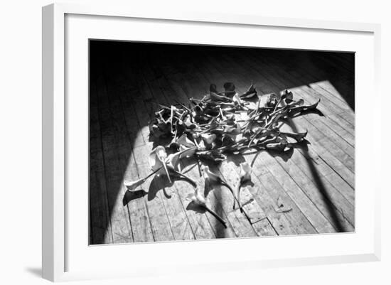 Calla Lillies on Wood Floor B/W-null-Framed Photo