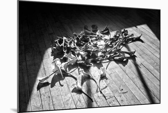 Calla Lillies on Wood Floor B/W-null-Mounted Photo