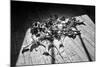 Calla Lillies on Wood Floor B/W-null-Mounted Photo