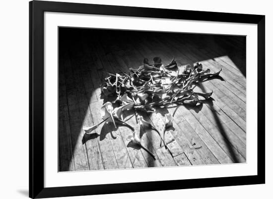 Calla Lillies on Wood Floor B/W-null-Framed Photo