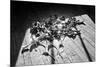 Calla Lillies on Wood Floor B/W-null-Mounted Photo