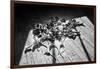 Calla Lillies on Wood Floor B/W-null-Framed Photo