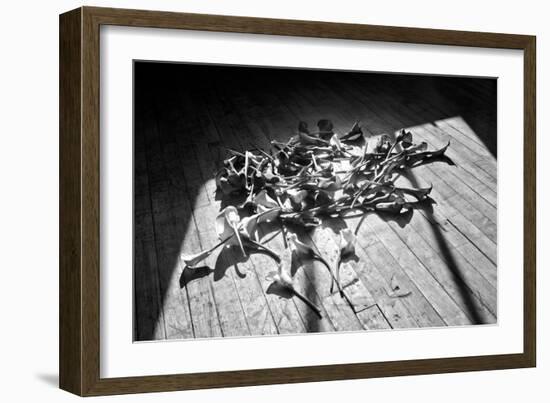 Calla Lillies on Wood Floor B/W-null-Framed Photo