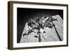 Calla Lillies on Wood Floor B/W-null-Framed Photo