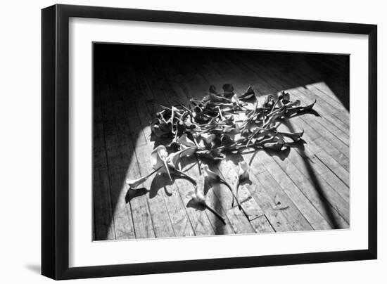 Calla Lillies on Wood Floor B/W-null-Framed Photo