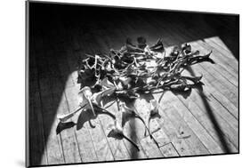 Calla Lillies on Wood Floor B/W-null-Mounted Photo