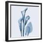 Calla Lilly Blue-Albert Koetsier-Framed Art Print