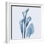 Calla Lilly Blue-Albert Koetsier-Framed Art Print