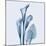 Calla Lilly Blue-Albert Koetsier-Mounted Art Print