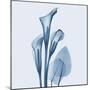 Calla Lilly Blue-Albert Koetsier-Mounted Art Print