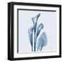 Calla Lilly Blue-Albert Koetsier-Framed Art Print