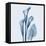 Calla Lilly Blue-Albert Koetsier-Framed Stretched Canvas