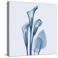 Calla Lilly Blue-Albert Koetsier-Stretched Canvas