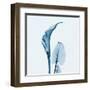 Calla Lilly in Blue-Albert Koetsier-Framed Art Print