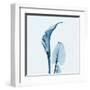 Calla Lilly in Blue-Albert Koetsier-Framed Art Print