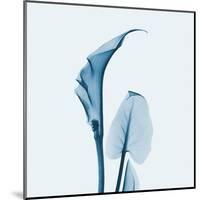 Calla Lilly in Blue-Albert Koetsier-Mounted Art Print