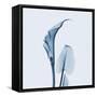 Calla Lilly in Blue-Albert Koetsier-Framed Stretched Canvas