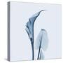 Calla Lilly in Blue-Albert Koetsier-Stretched Canvas