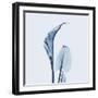 Calla Lilly in Blue-Albert Koetsier-Framed Art Print