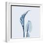 Calla Lilly in Blue-Albert Koetsier-Framed Art Print