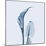 Calla Lilly in Blue-Albert Koetsier-Mounted Art Print