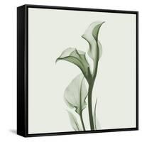 Calla Lilly in Green-Albert Koetsier-Framed Stretched Canvas
