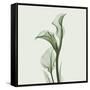 Calla Lilly in Green-Albert Koetsier-Framed Stretched Canvas