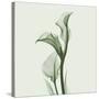 Calla Lilly in Green-Albert Koetsier-Stretched Canvas