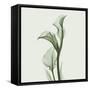 Calla Lilly in Green-Albert Koetsier-Framed Stretched Canvas