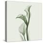 Calla Lilly in Green-Albert Koetsier-Stretched Canvas