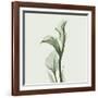 Calla Lilly in Green-Albert Koetsier-Framed Art Print