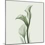 Calla Lilly in Green-Albert Koetsier-Mounted Art Print