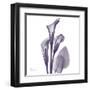 Calla Lilly Purple-Albert Koetsier-Framed Art Print